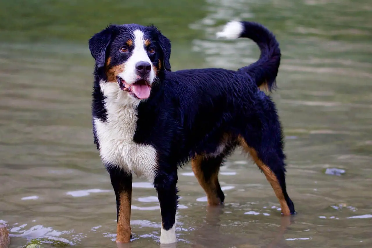 Bernese Mountain Dog comfortably standing in water