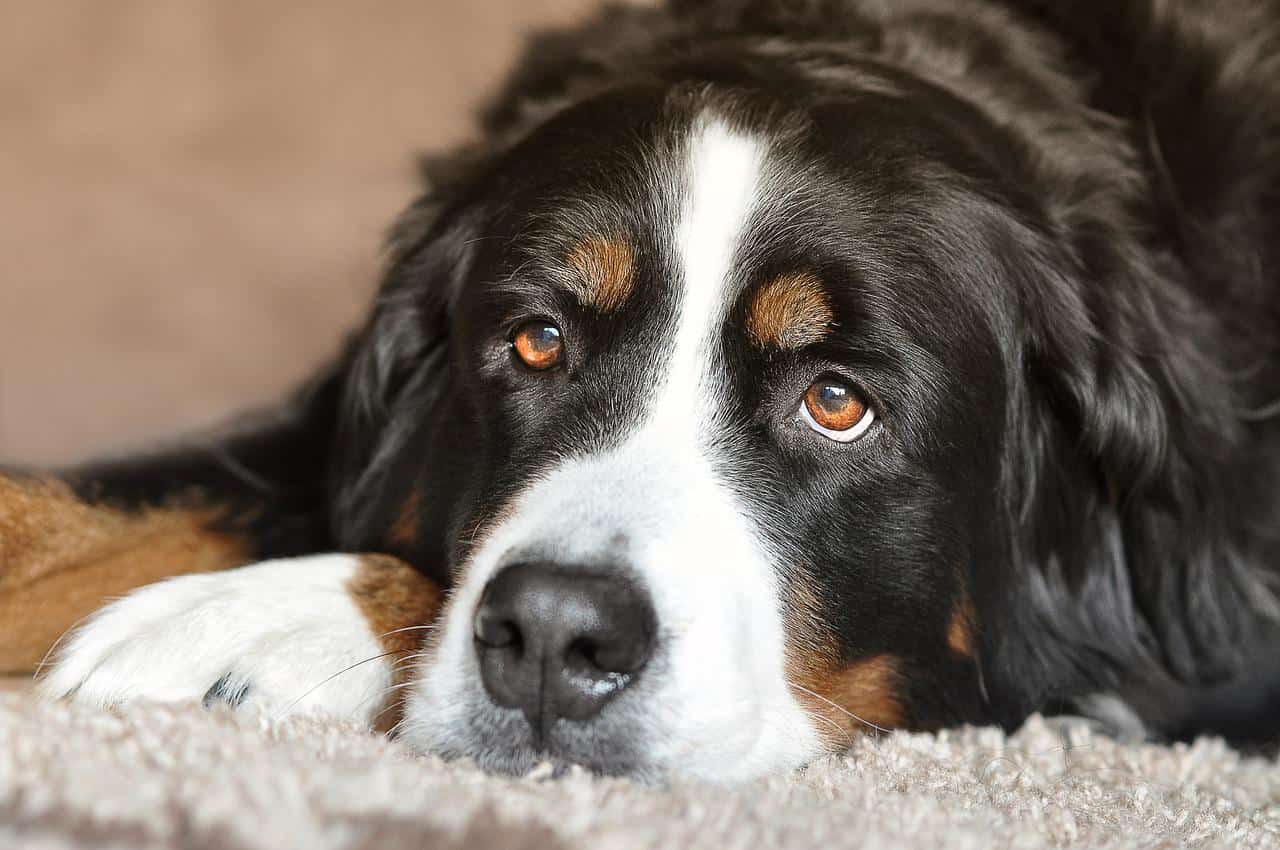 well-groomed Bernese Mountain Dog