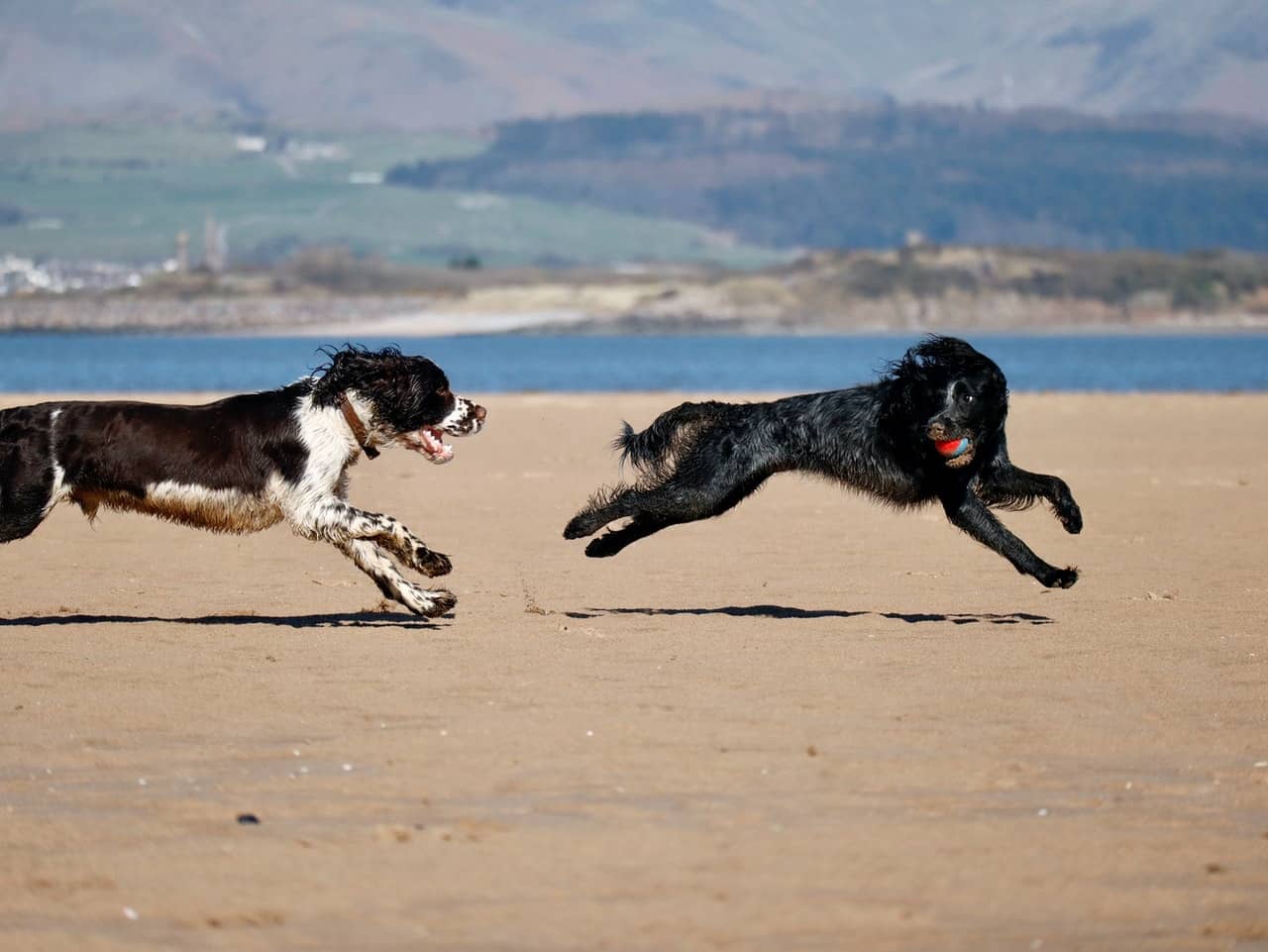 dogs enjoying the outdoors