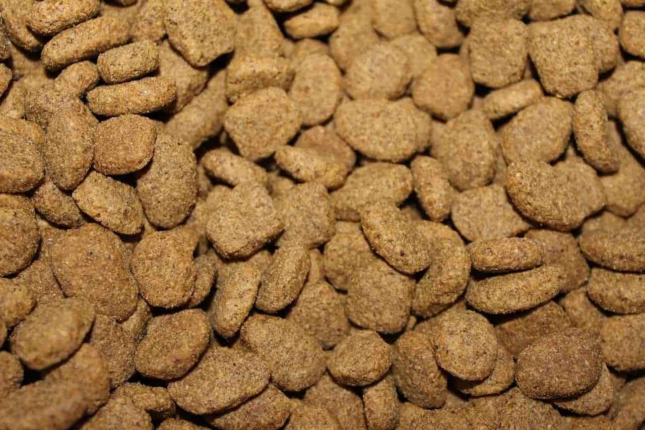 dry kibble