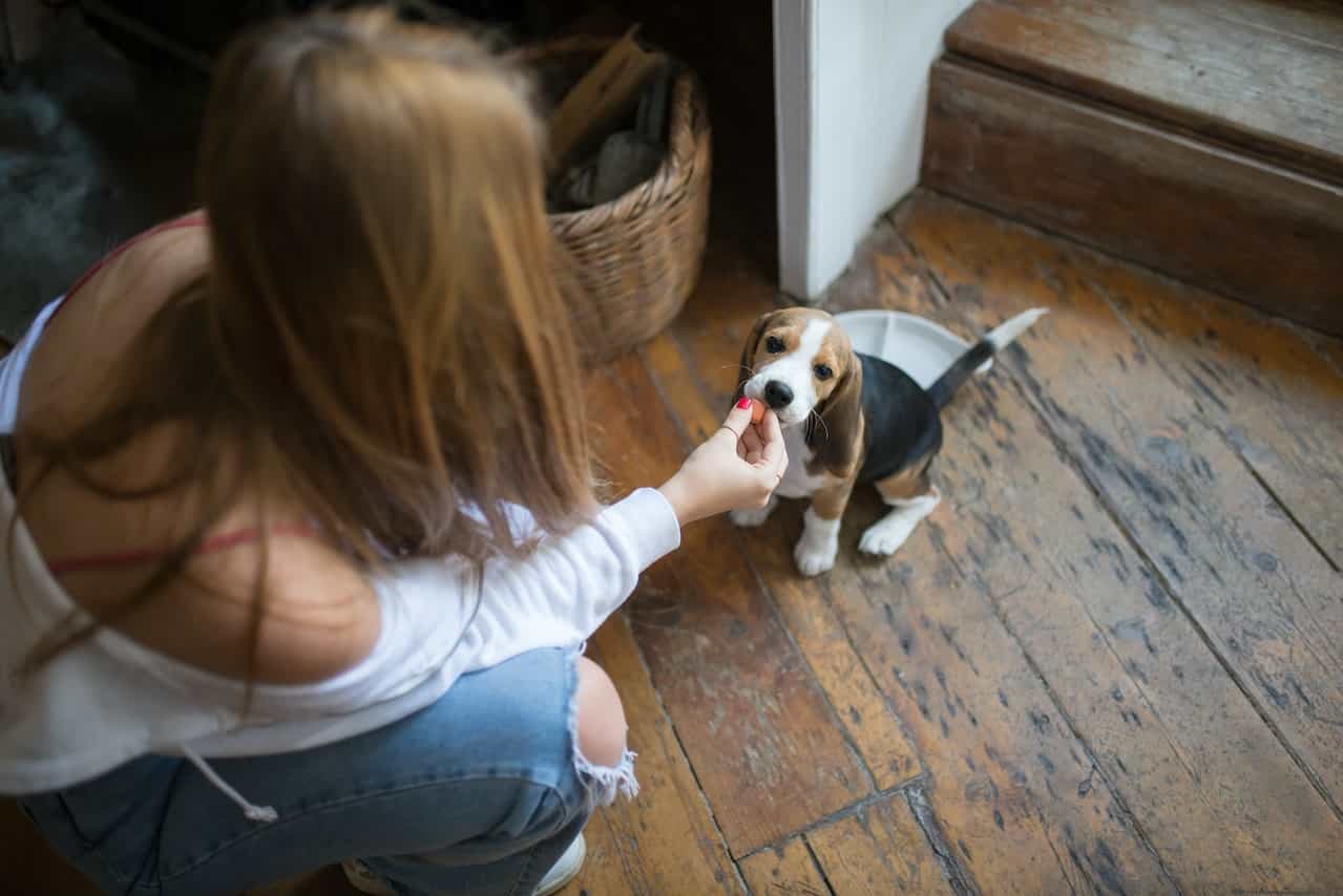 Border Beagle diet