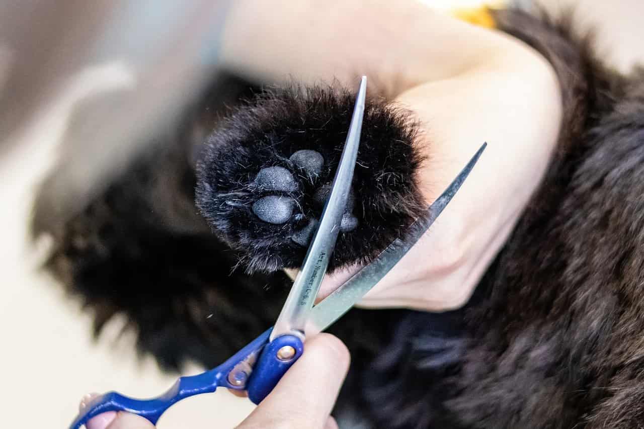 keeping Border Collie groomed