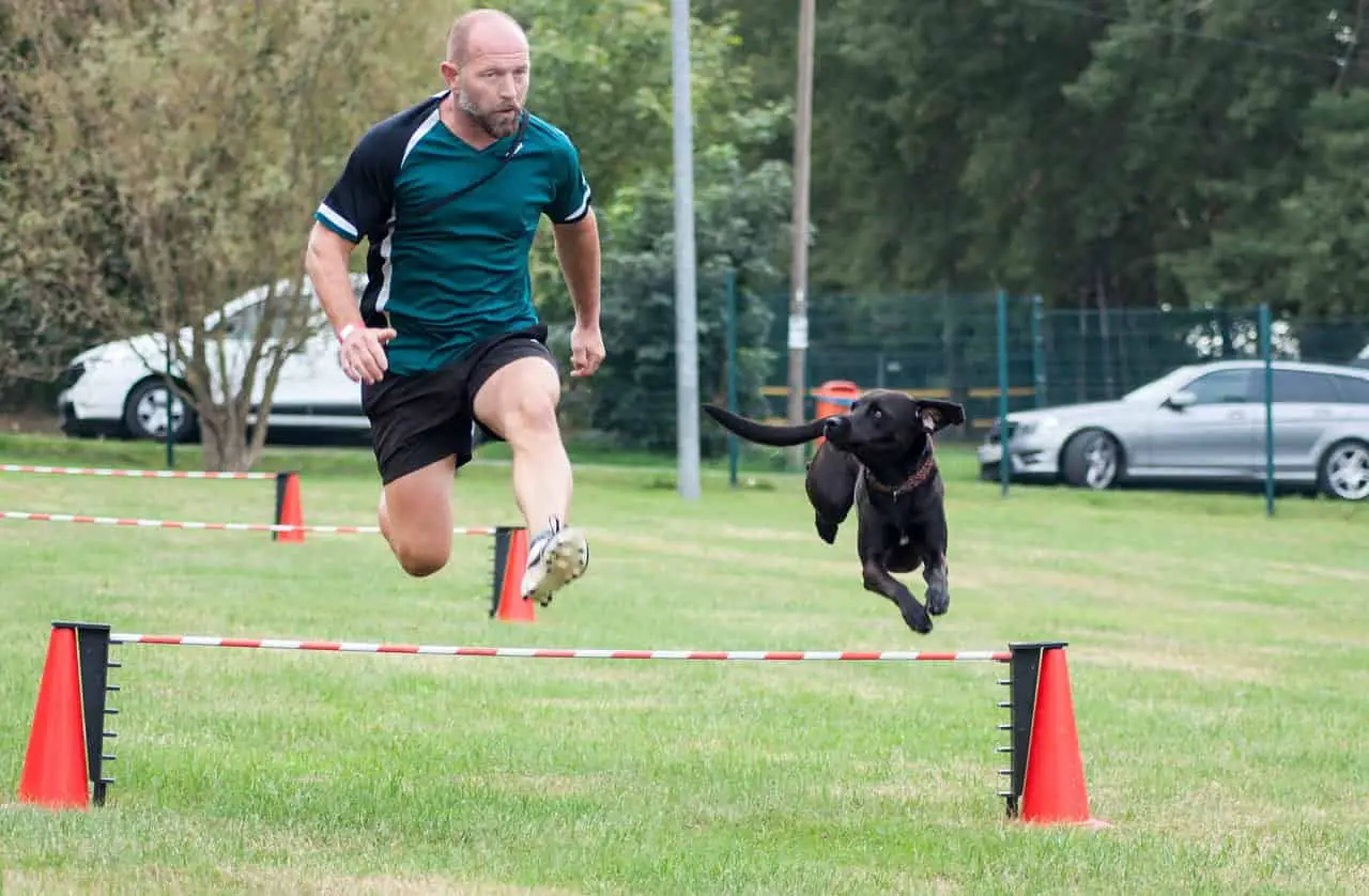 healthy dog jumping on hurdle