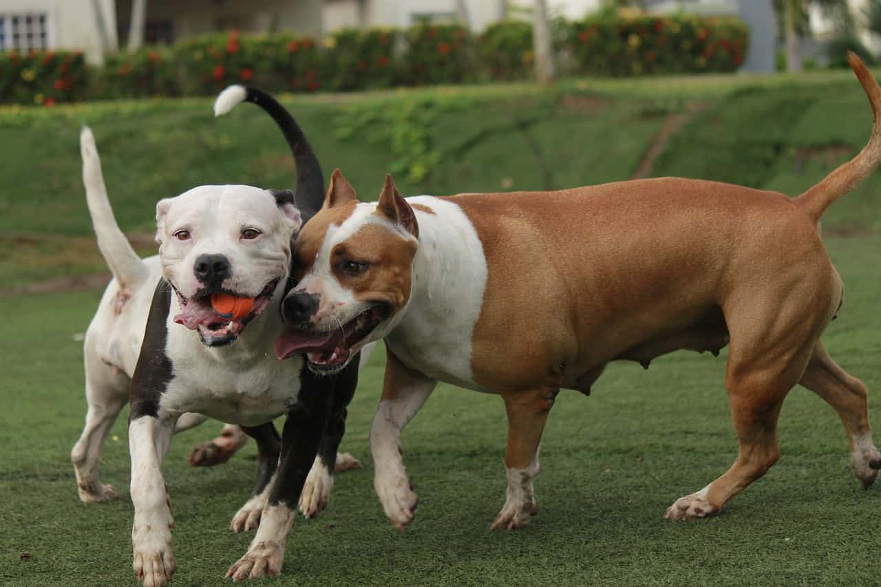 grooming a Border Pit