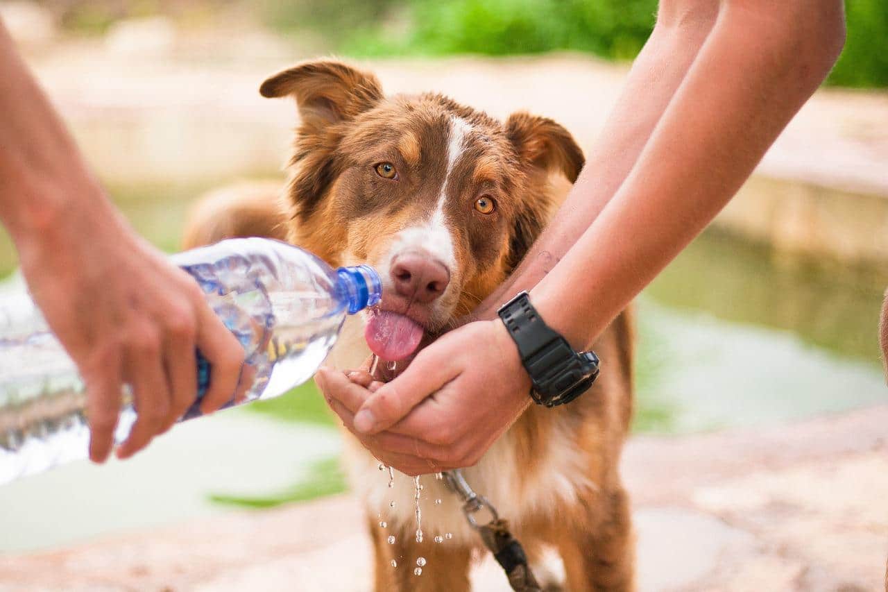 aftercare for dog with elbow dysplasia