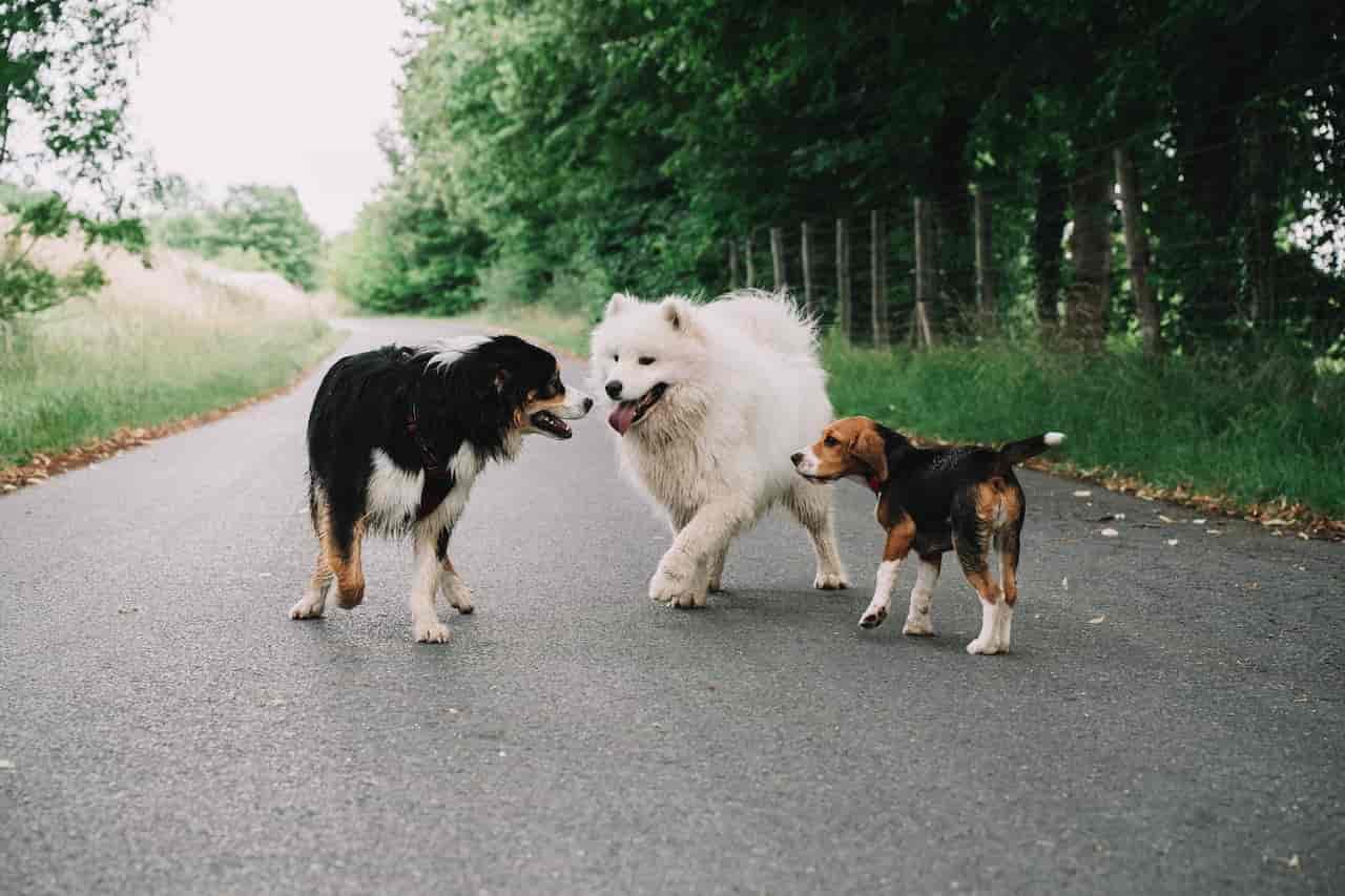 three dogs getting along