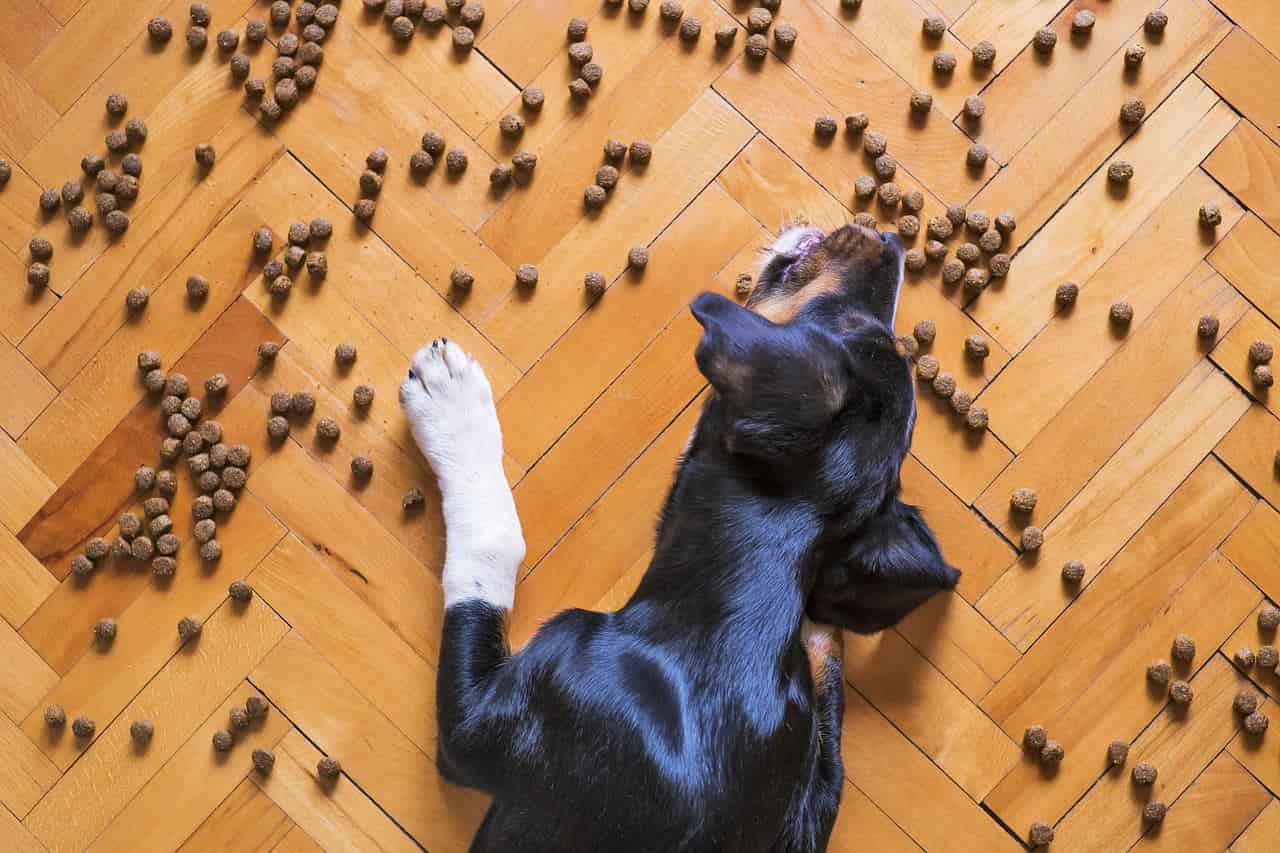 dog enjoying its kibble