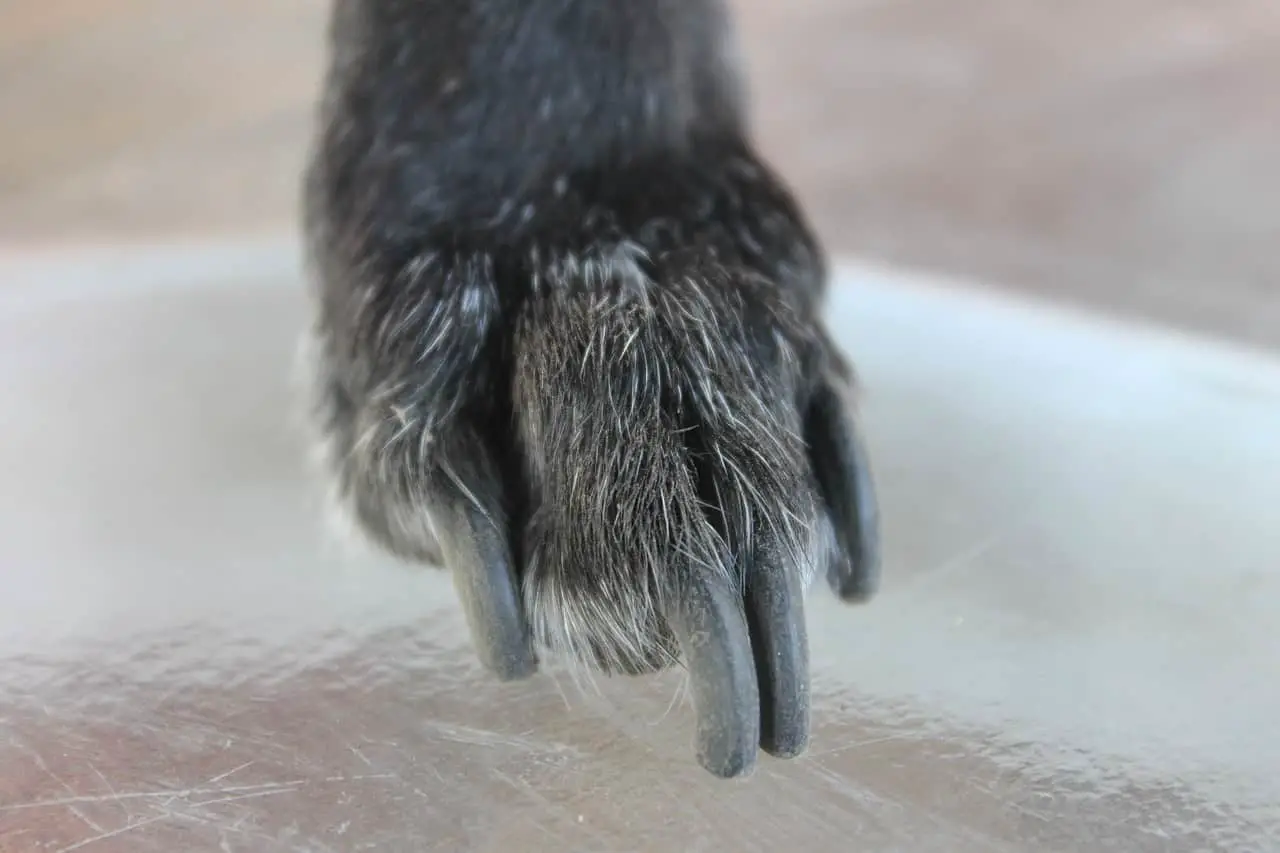 when to cut dog nails?
