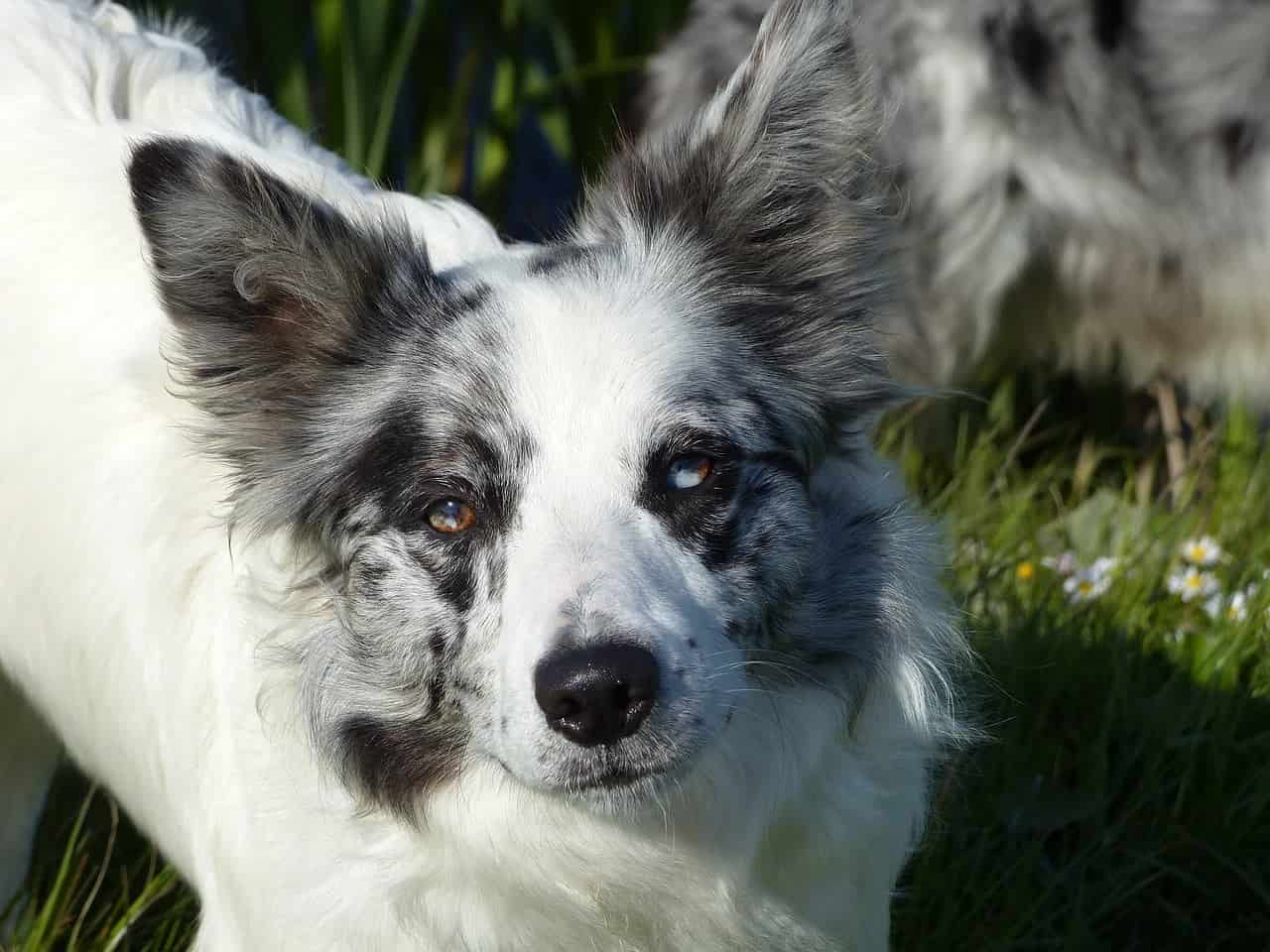 Blue merle border collie blue outlet eyes