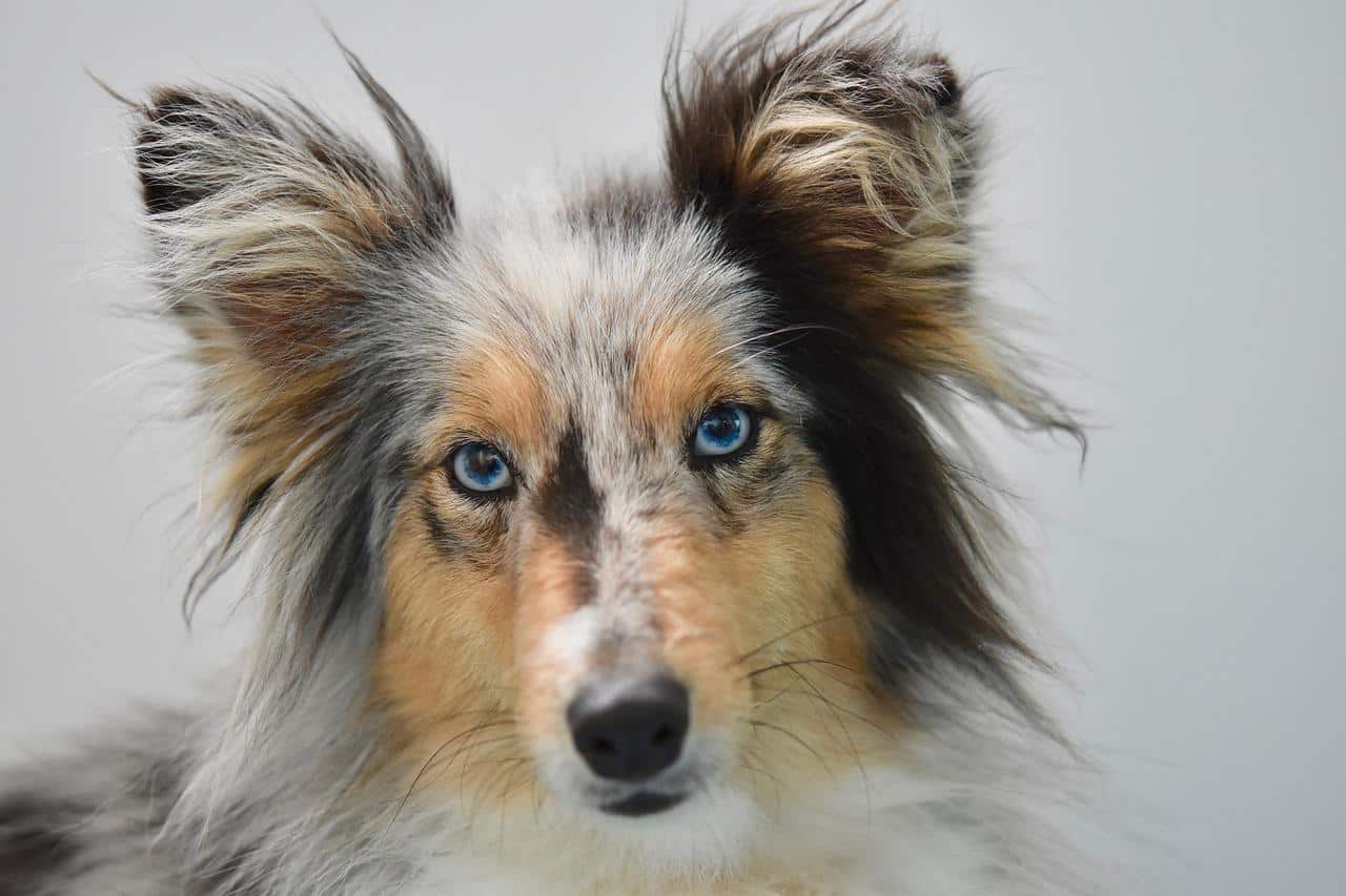 merle Border Collie ready for training