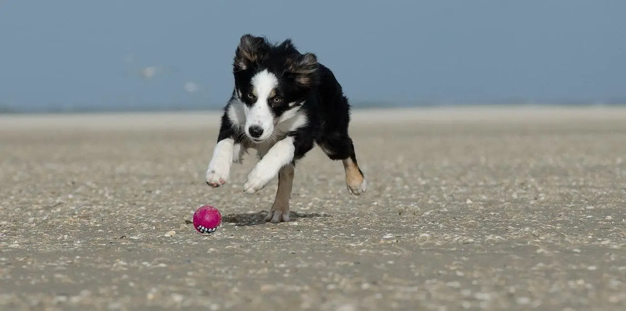 dogs playing to use up its energy