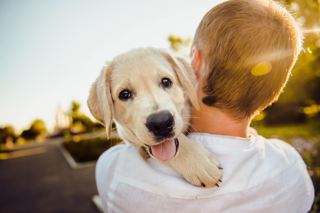 don't carry dog with vestibular disease