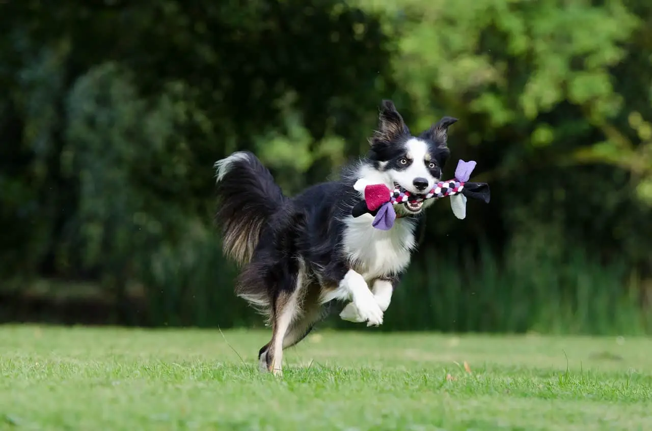 Border Collie playing catch