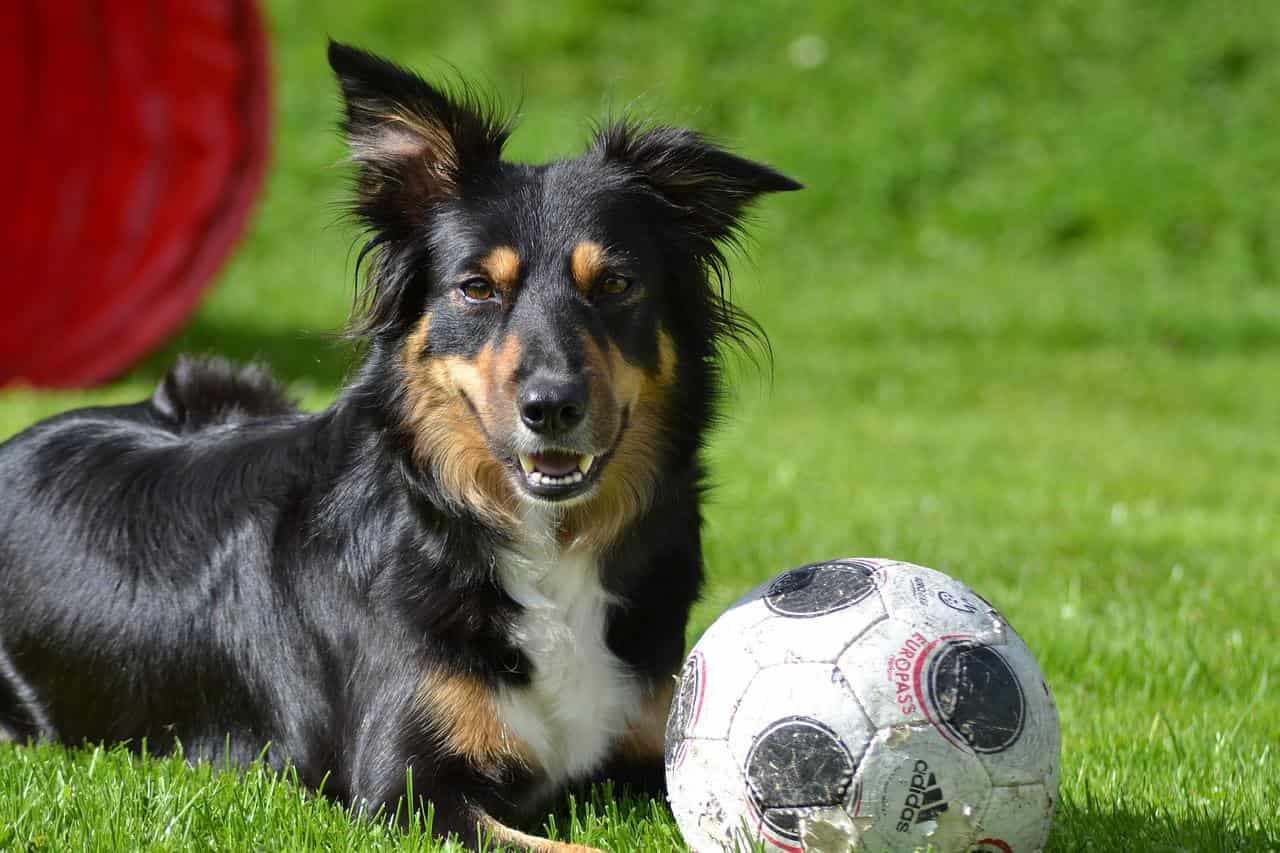 exercising Border Collie