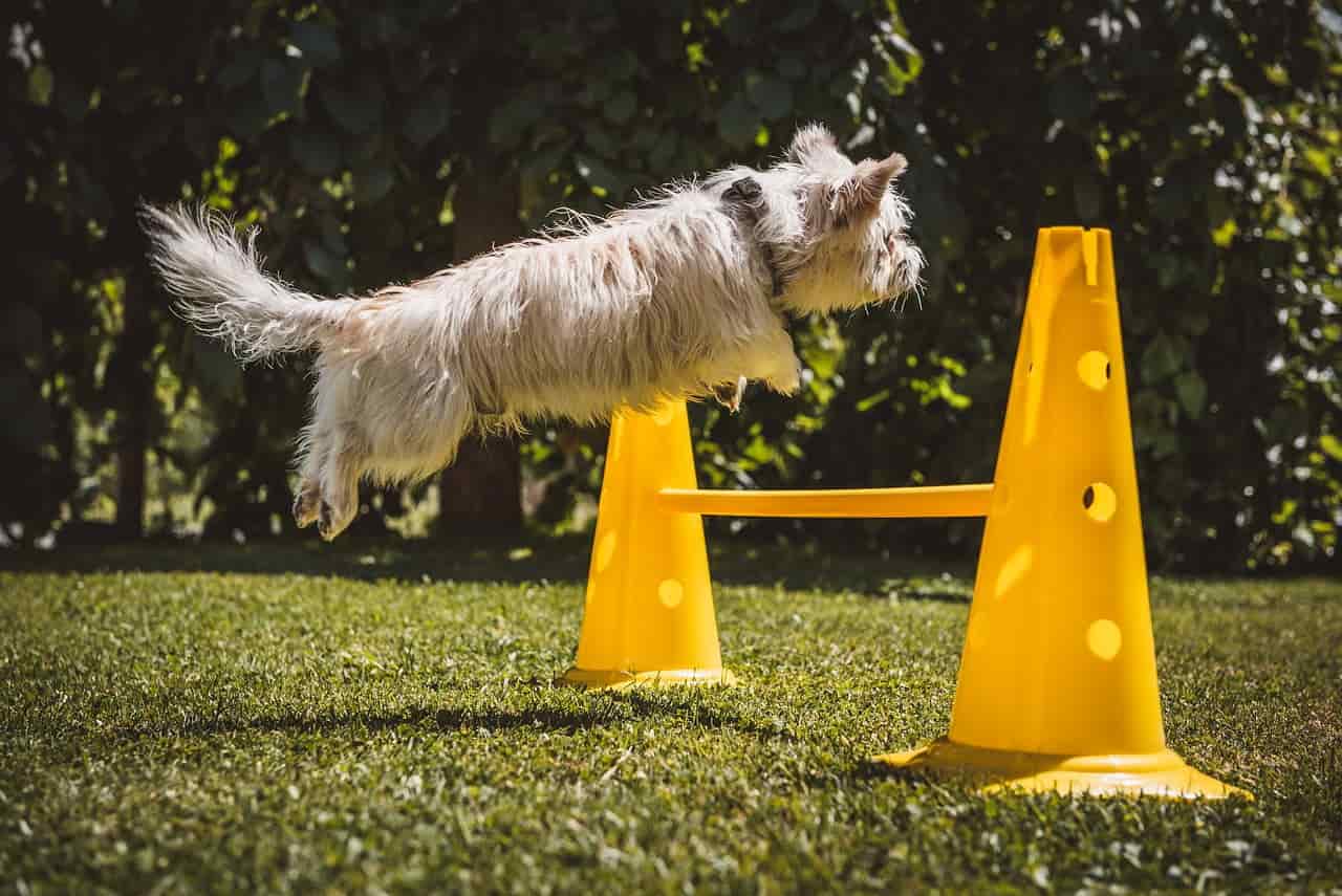 flyball dog training