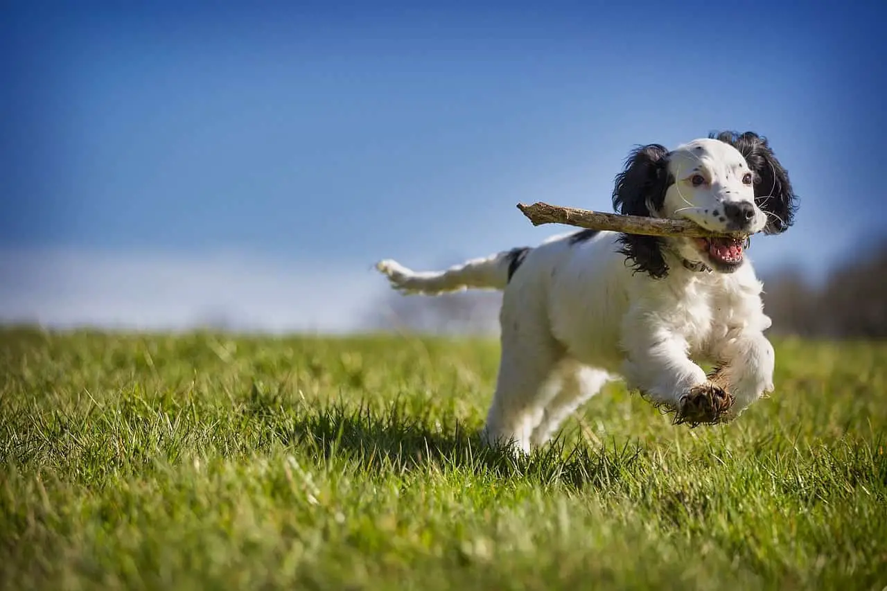 puppy happy playing fetch