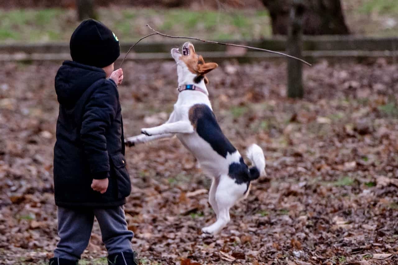 disc puppy training