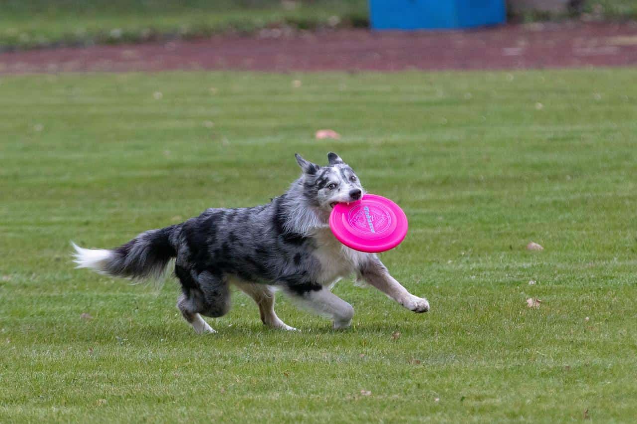 trained for returning disc