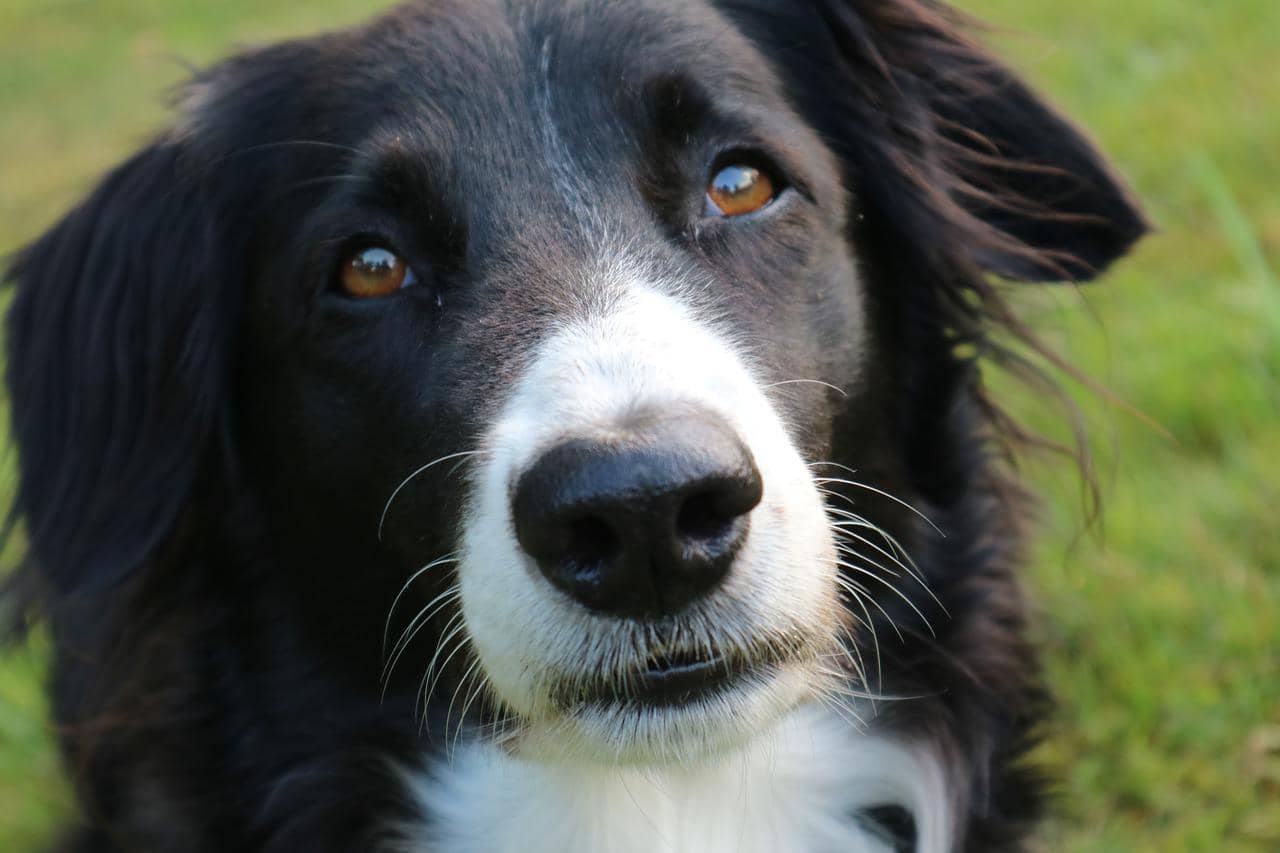 smooth coat Border Collie