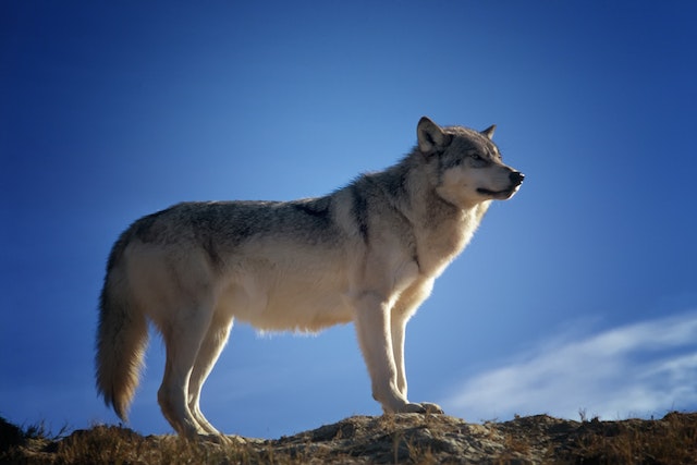 beautiful stance of Siberian Husky