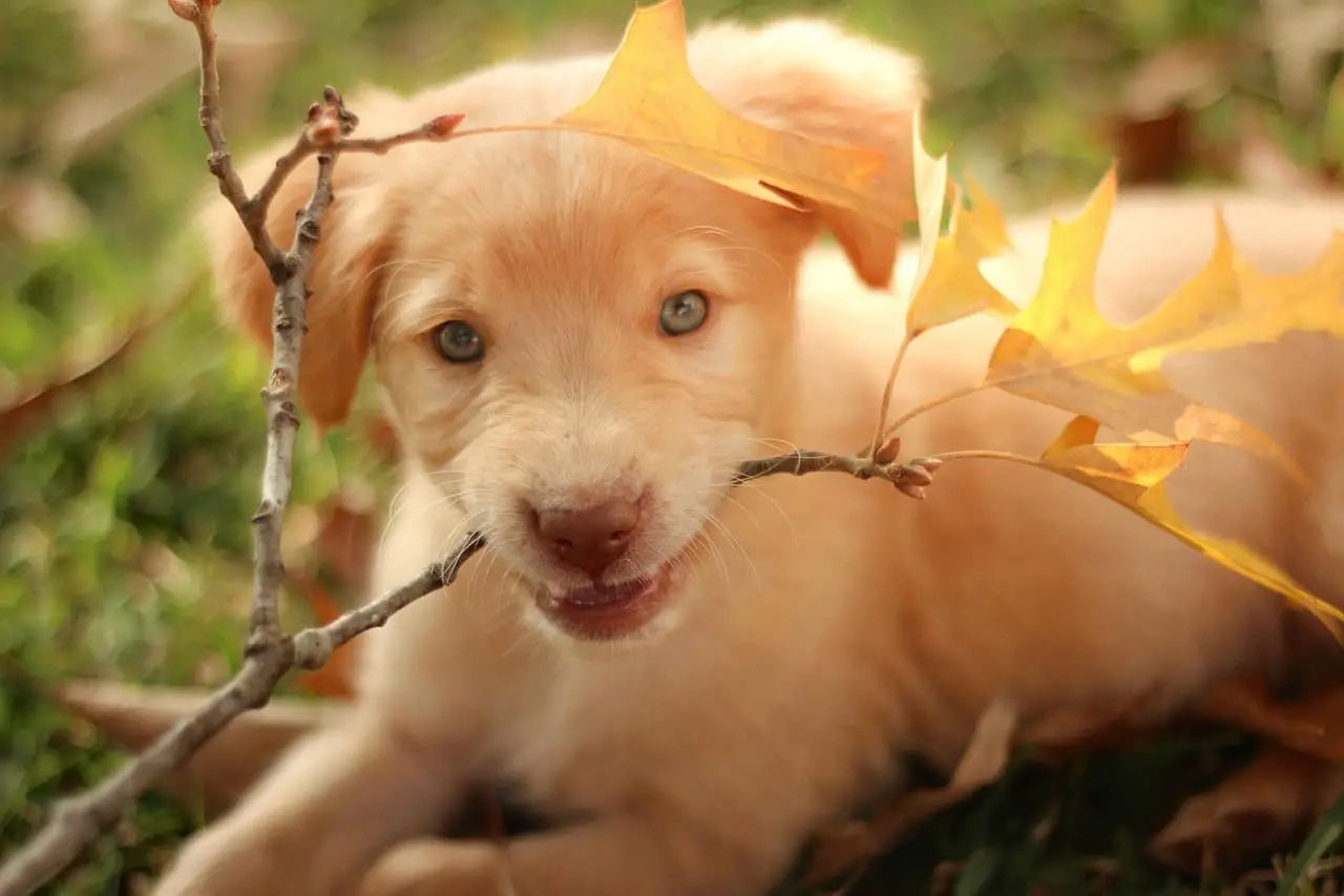 Labrador pup biting small tree branch
