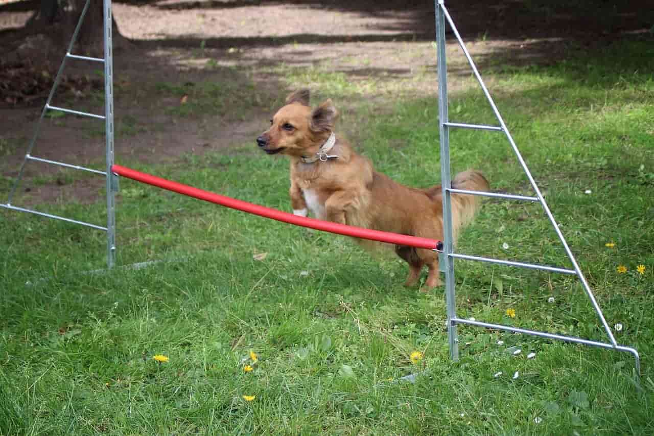 small dogs preparing for flyball