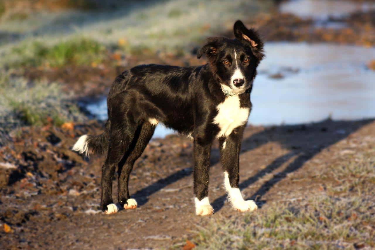 Border Collie upright