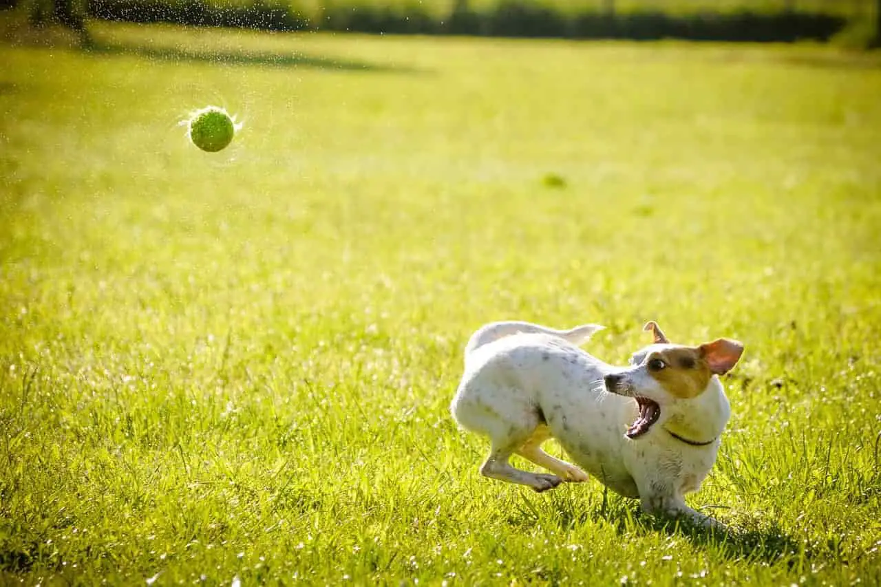 practicing flyball with tennis ball