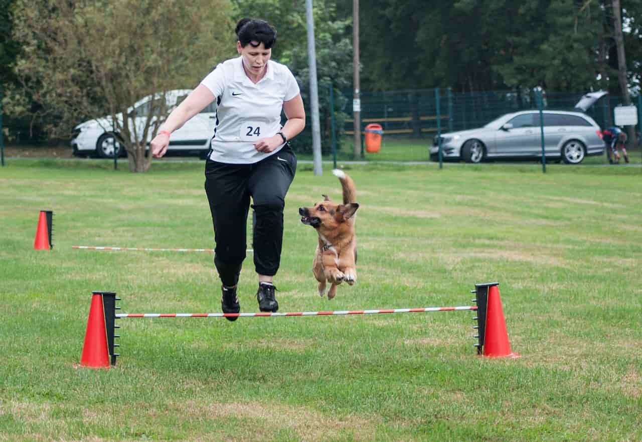 flyball safety for dogs