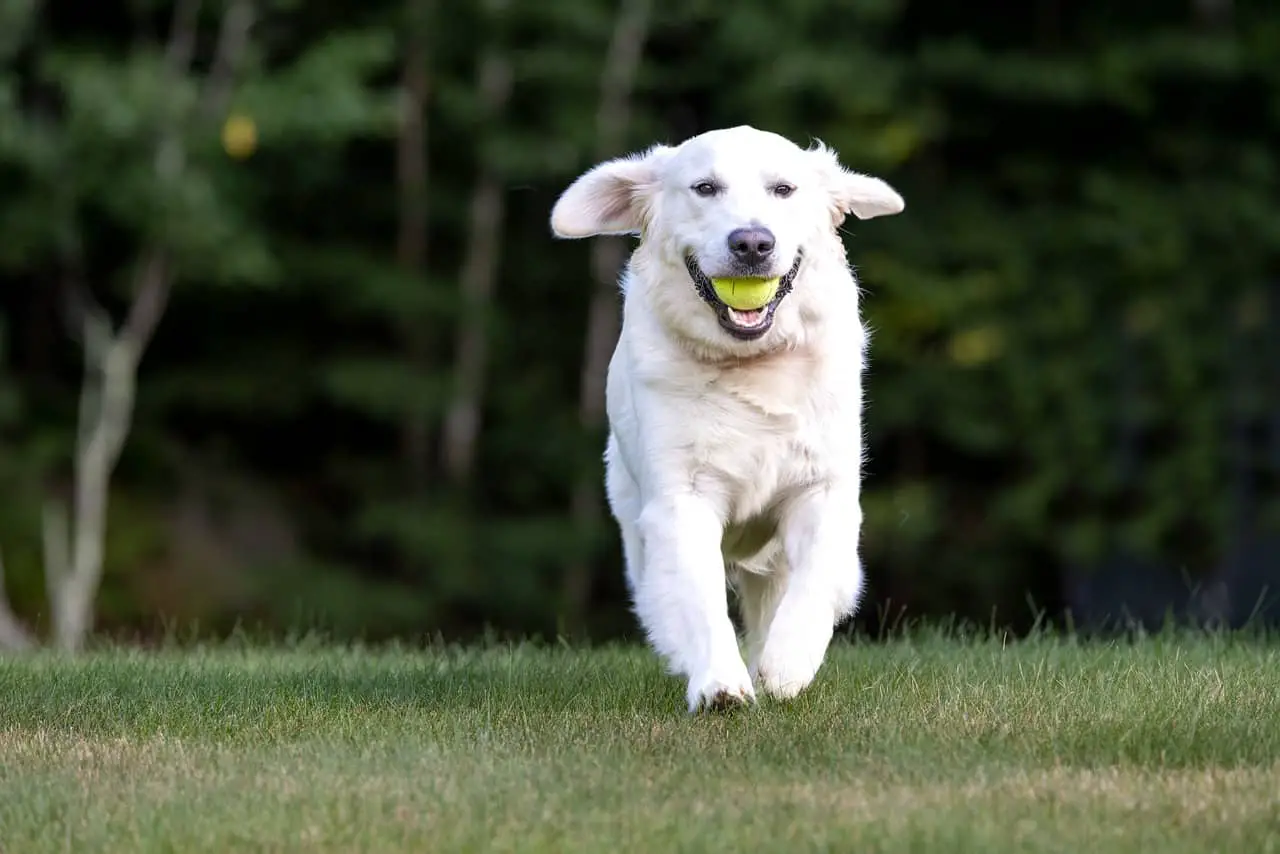 training fetch with your dog