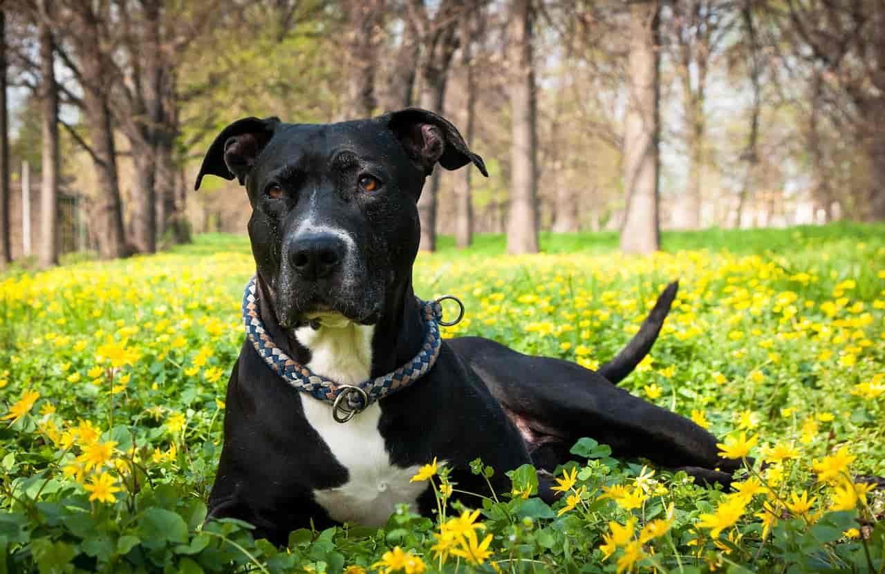 taking care of a Border Pit