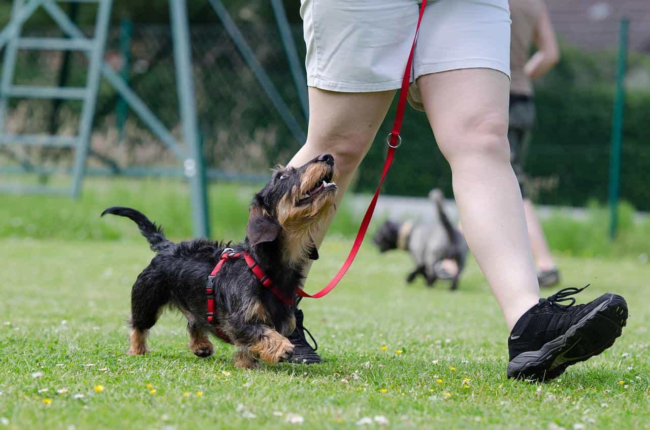 training dog to walk on a leash