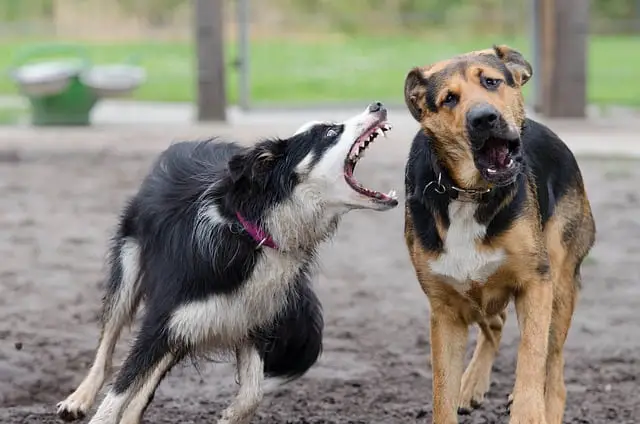 Collies reserved with other animals