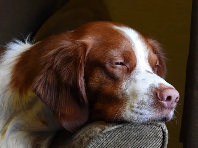 sick Brittany Spaniel