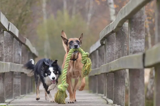 two wonderful dogs as your next pet