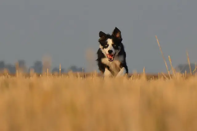 outdoorsy characteristic of Border Collie