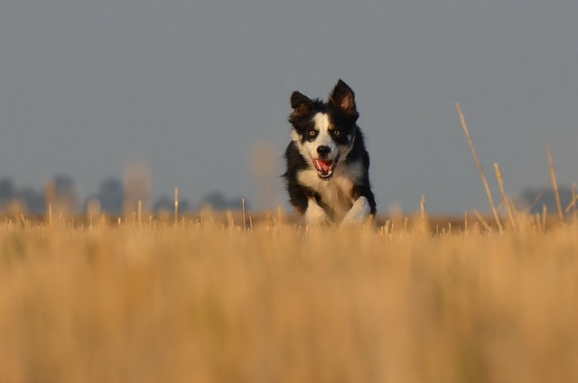 energy of Border Collie Pyrenees mix