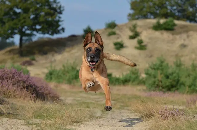 brown Belgian Malinois running