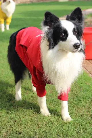 black white dog wearing red jacket