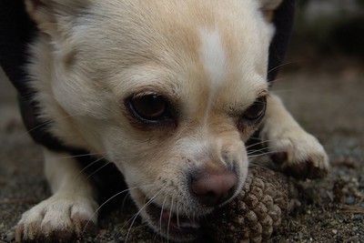 dog munching on pine cone on floor