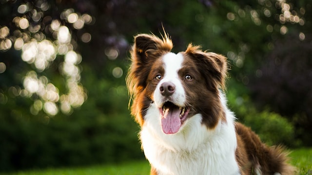 dog staring on something with tongue out