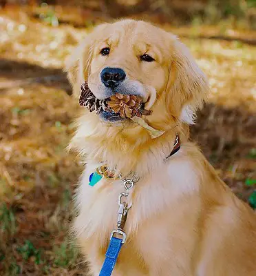 brown dog with pine cones on its mouth