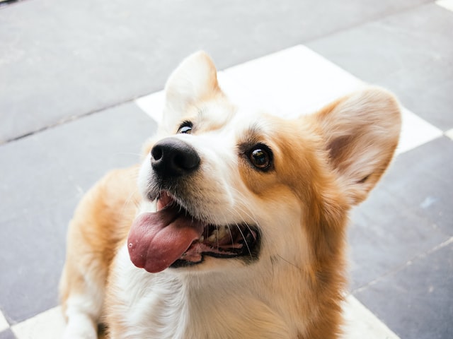 brown white dog having tongue out