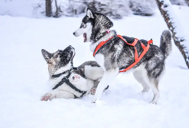 Husky playing in snow