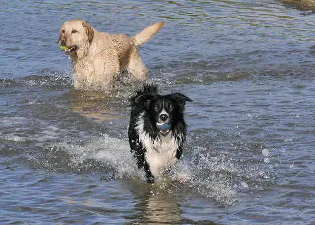 Border Collie mix playing in water