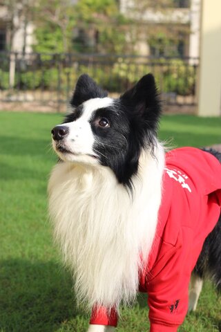 black white dog with red jacket