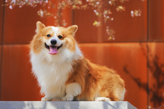 cute brown white corgi