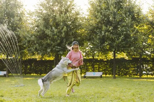 active and playful Husky