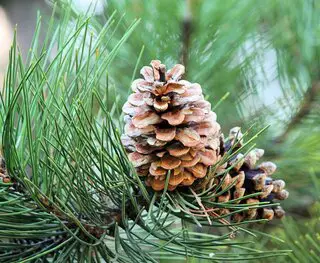 erected pine cone on top of leaves