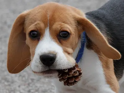 dog with pine cone on its mouth